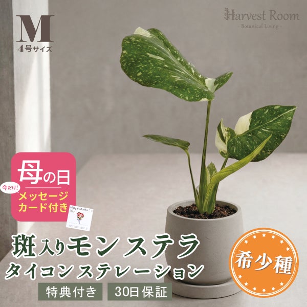 斑入り モンステラ タイコンステレーション Mサイズ