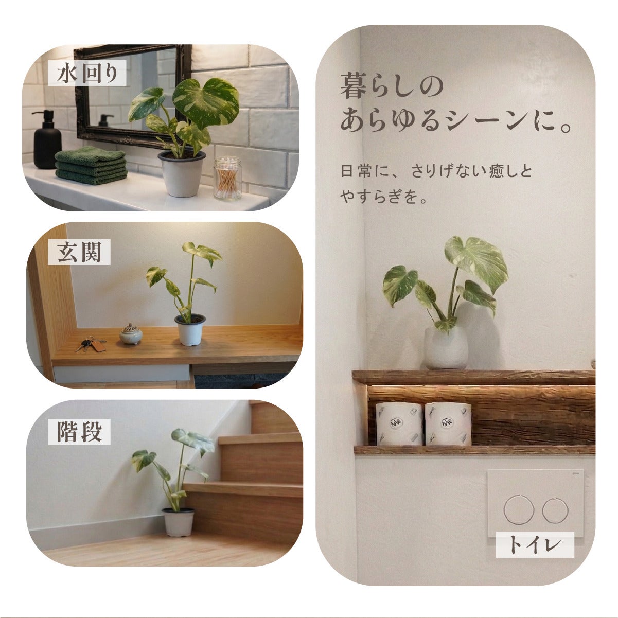 斑入り モンステラ タイコンステレーション 観葉植物 4号ポット鉢 M