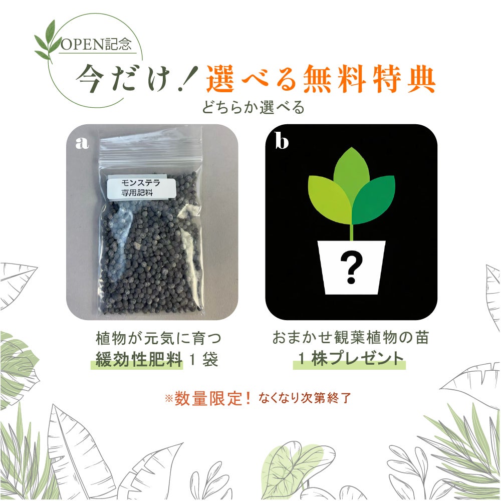 モンステラ専用肥料とおまかせ観葉植物苗の特典付き｜タイコンステレーション購入特典の選べるプレゼント