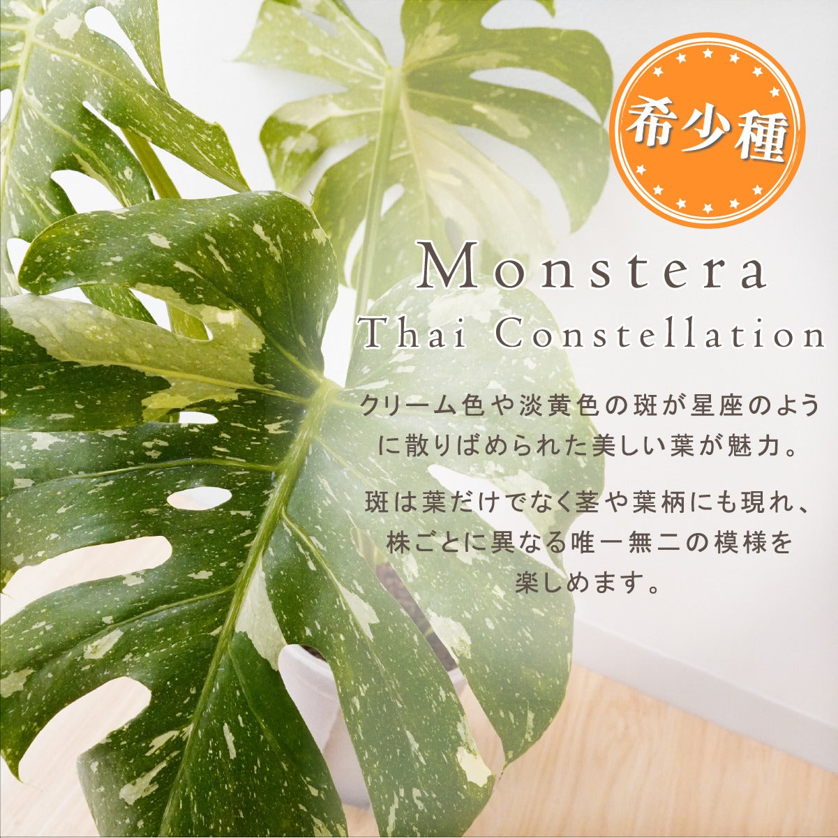斑入り モンステラ タイコンステレーション 観葉植物 3号 ポット鉢 S