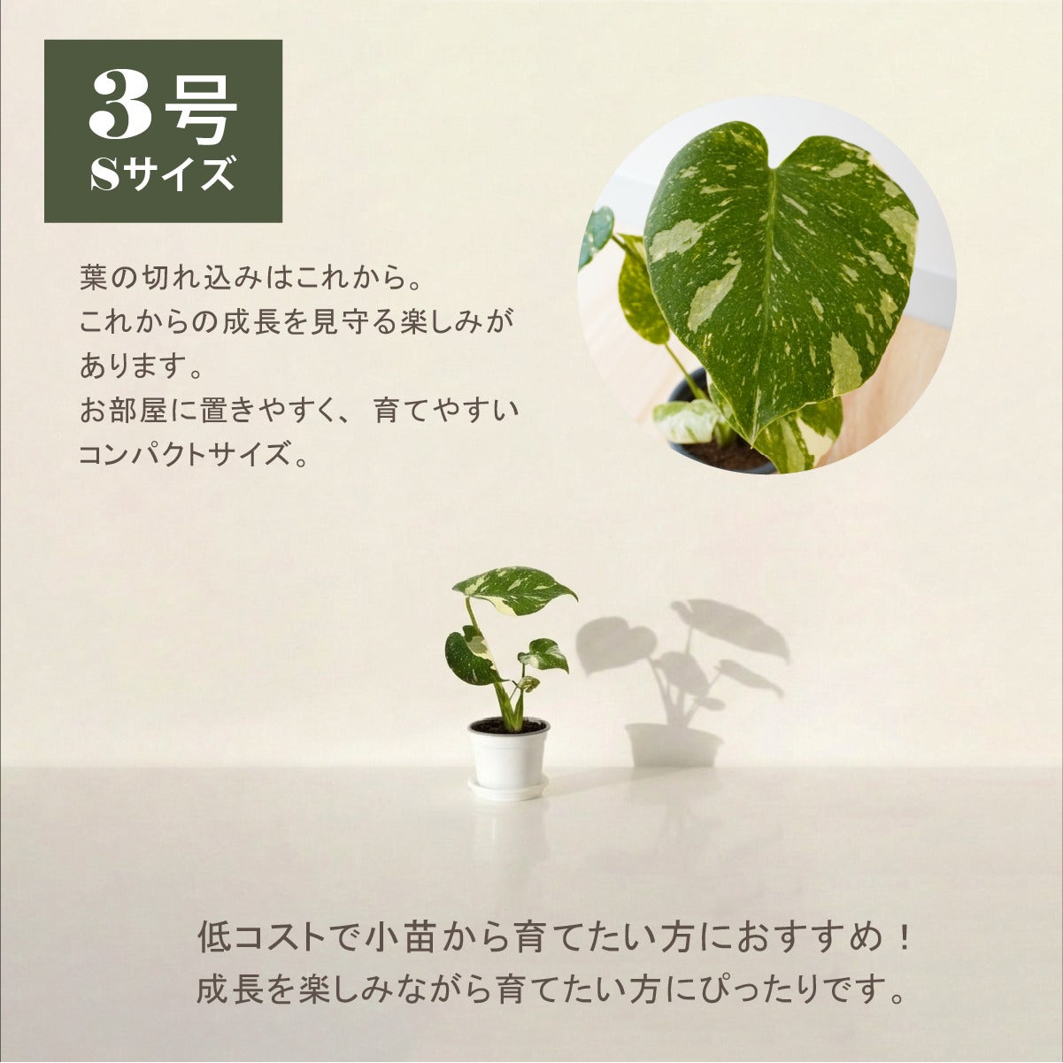 10％OFFセール】斑入り モンステラ タイコンステレーション 観葉植物 3