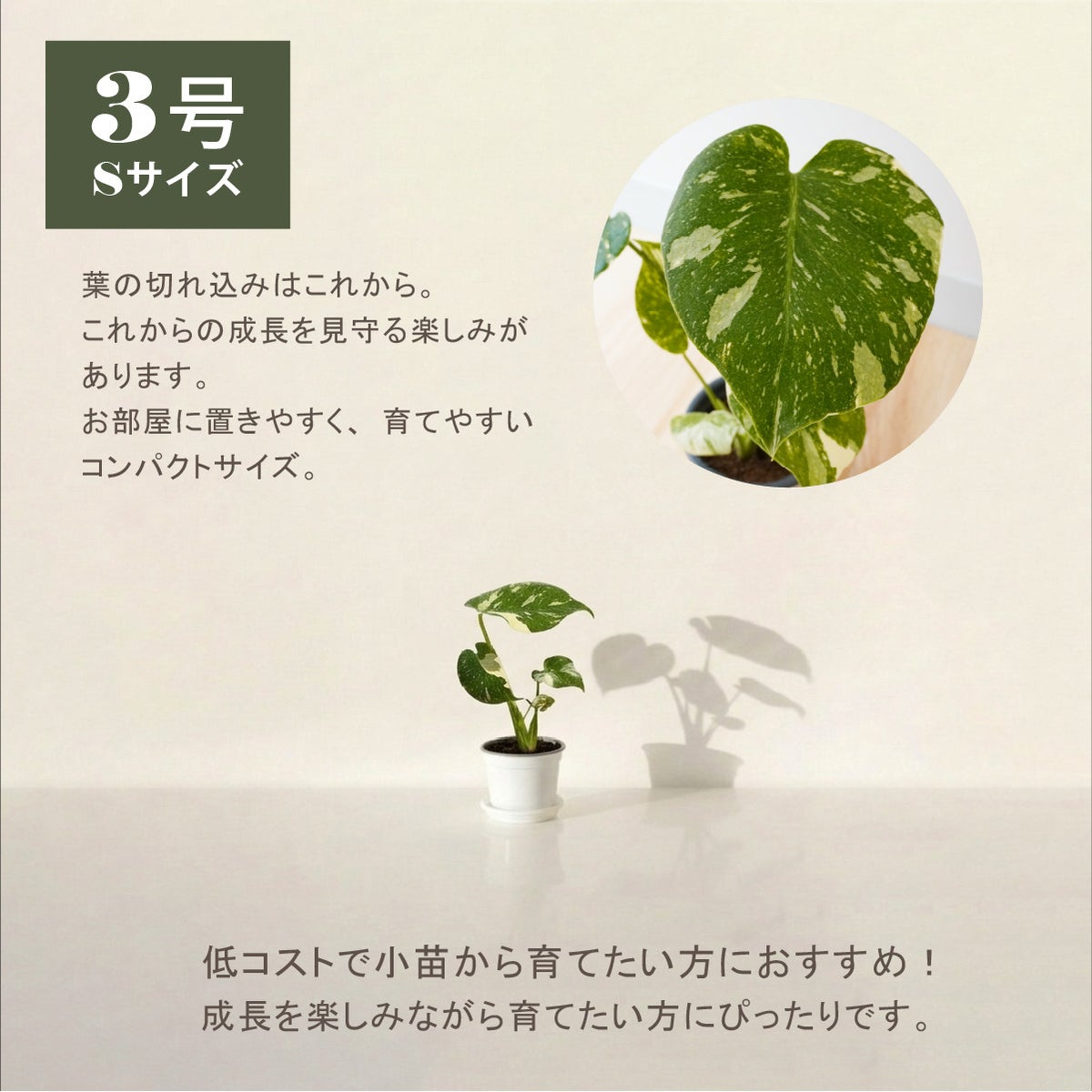 斑入りモンステラ・タイコンステレーション3号Sサイズ苗｜コンパクトで育てやすいミニ観葉植物