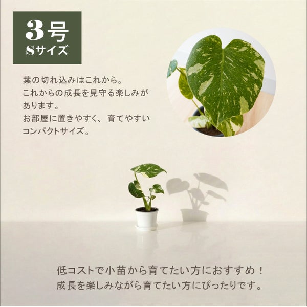 斑入りモンステラ・タイコンステレーション3号Sサイズ苗｜コンパクトで育てやすいミニ観葉植物
