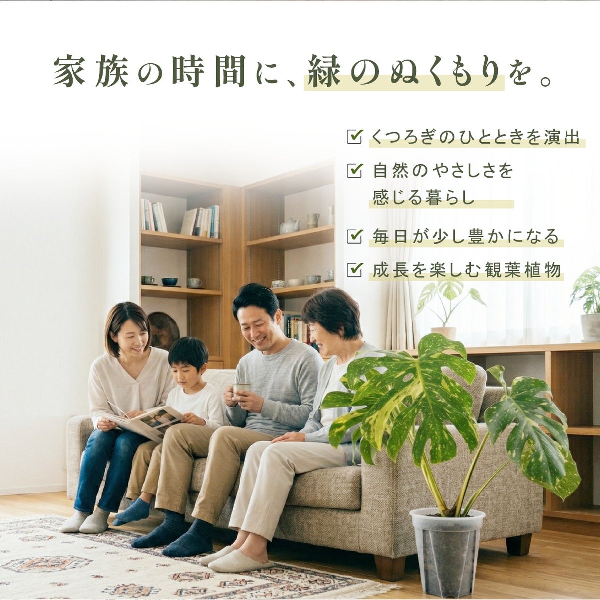 家族の時間に寄り添う斑入りモンステラ・タイコンステレーション｜リビングに置ける癒しの観葉植物