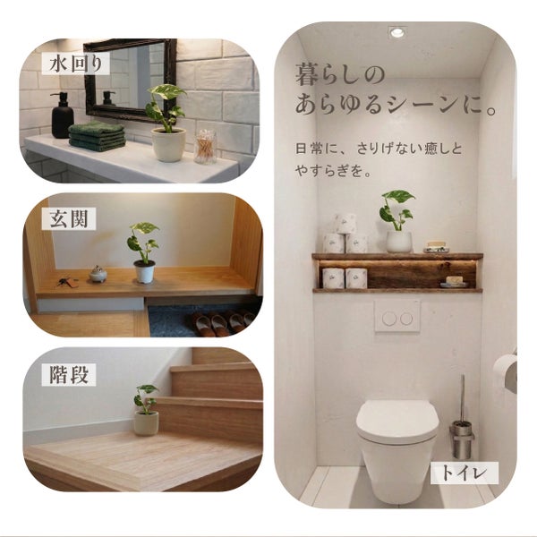 玄関や水回りなど暮らしの様々な場所に置ける斑入りモンステラ・タイコンステレーション3号苗