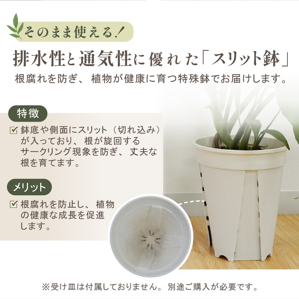 排水性と通気性に優れたスリット鉢に植えられた斑入りモンステラ・タイコンステレーション3号苗