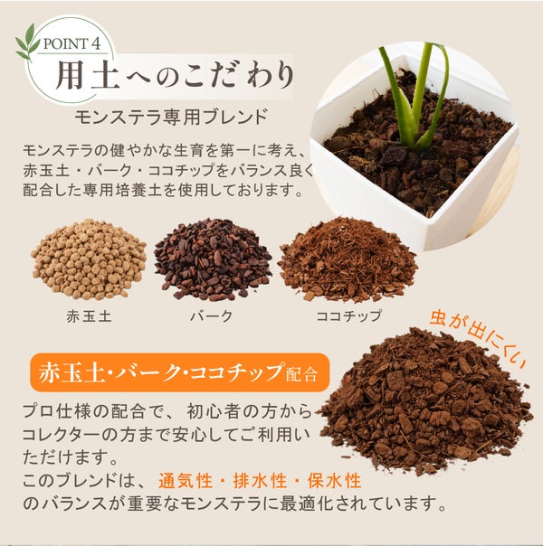モンステラ専用ブレンド土（赤玉土・バーク・ココチップ）で植えられた斑入りモンステラ・タイコンステレーション