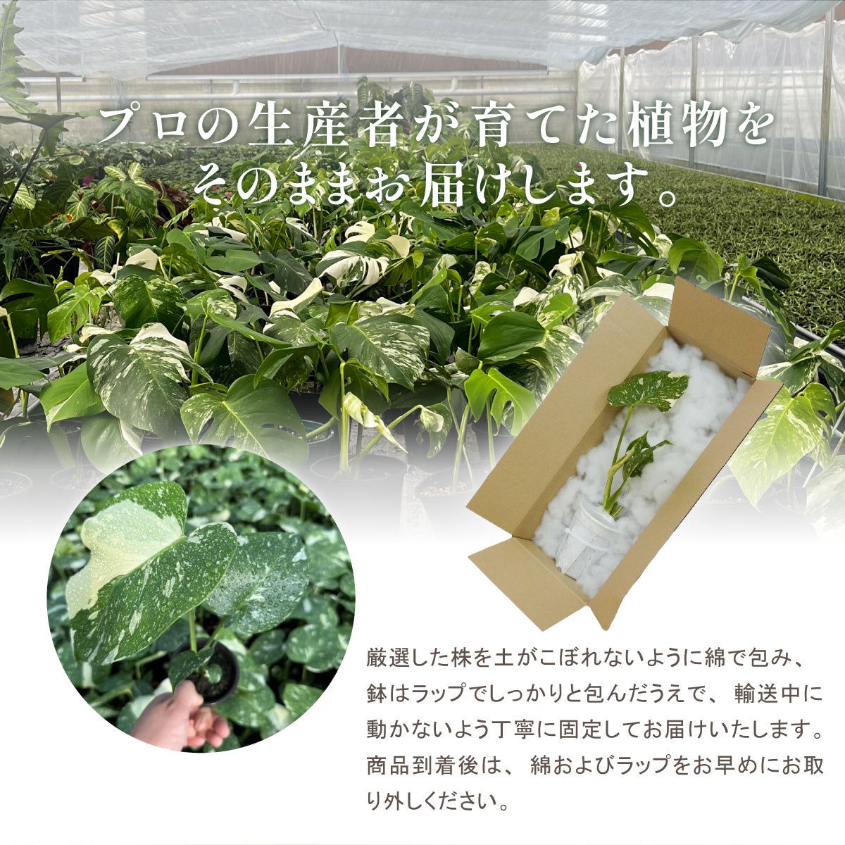 プロの生産者が育てた斑入りモンステラ・タイコンステレーションを丁寧に梱包して発送する様子