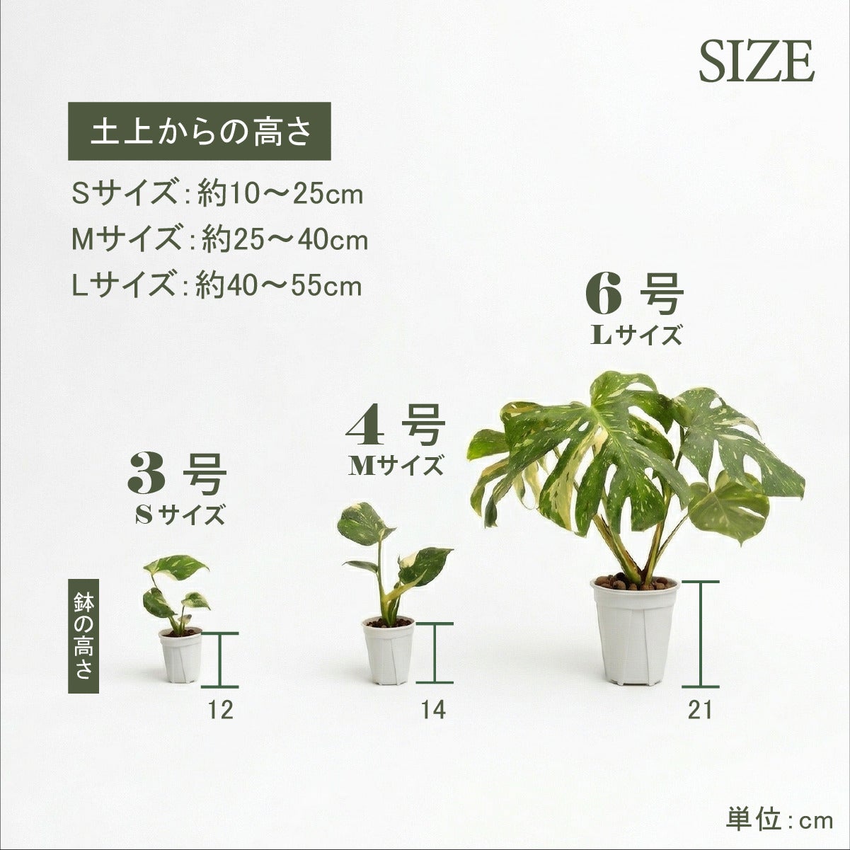 斑入り モンステラ タイコンステレーション 観葉植物 3号 ポット鉢 S