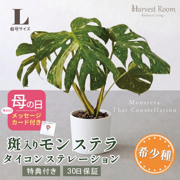 斑入り モンステラ タイコンステレーション Lサイズ