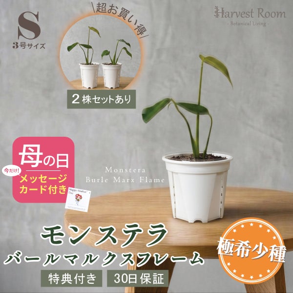 モンステラ バールマルクスフレーム Sサイズ