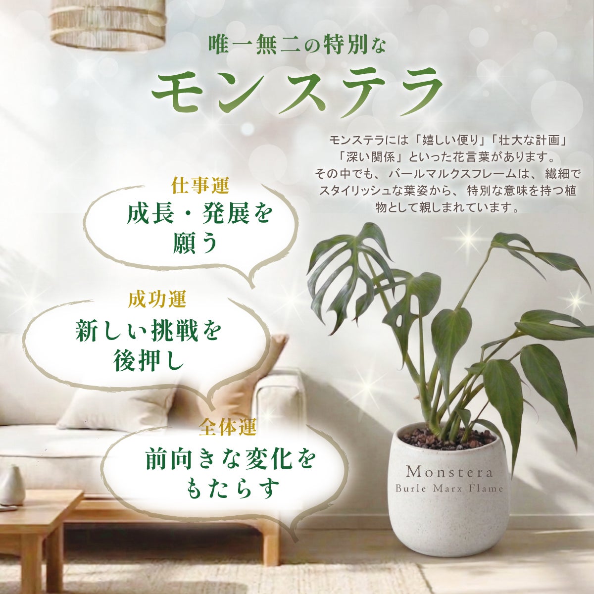 モンステラ バールマルクスフレーム 3号 ポット鉢 S サイズ 観葉植物