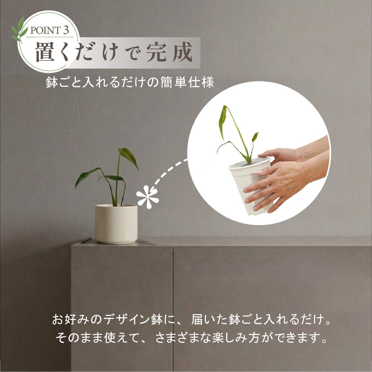 モンステラ バールマルクスフレーム 3号 ポット鉢 S サイズ 観葉植物