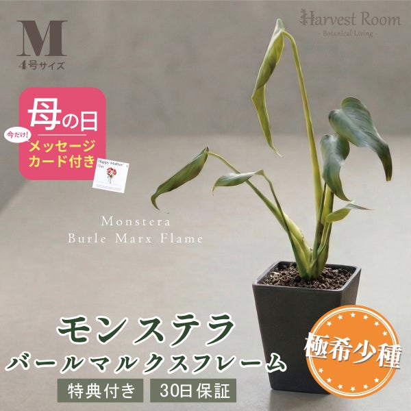 モンステラ バールマルクスフレーム Mサイズ