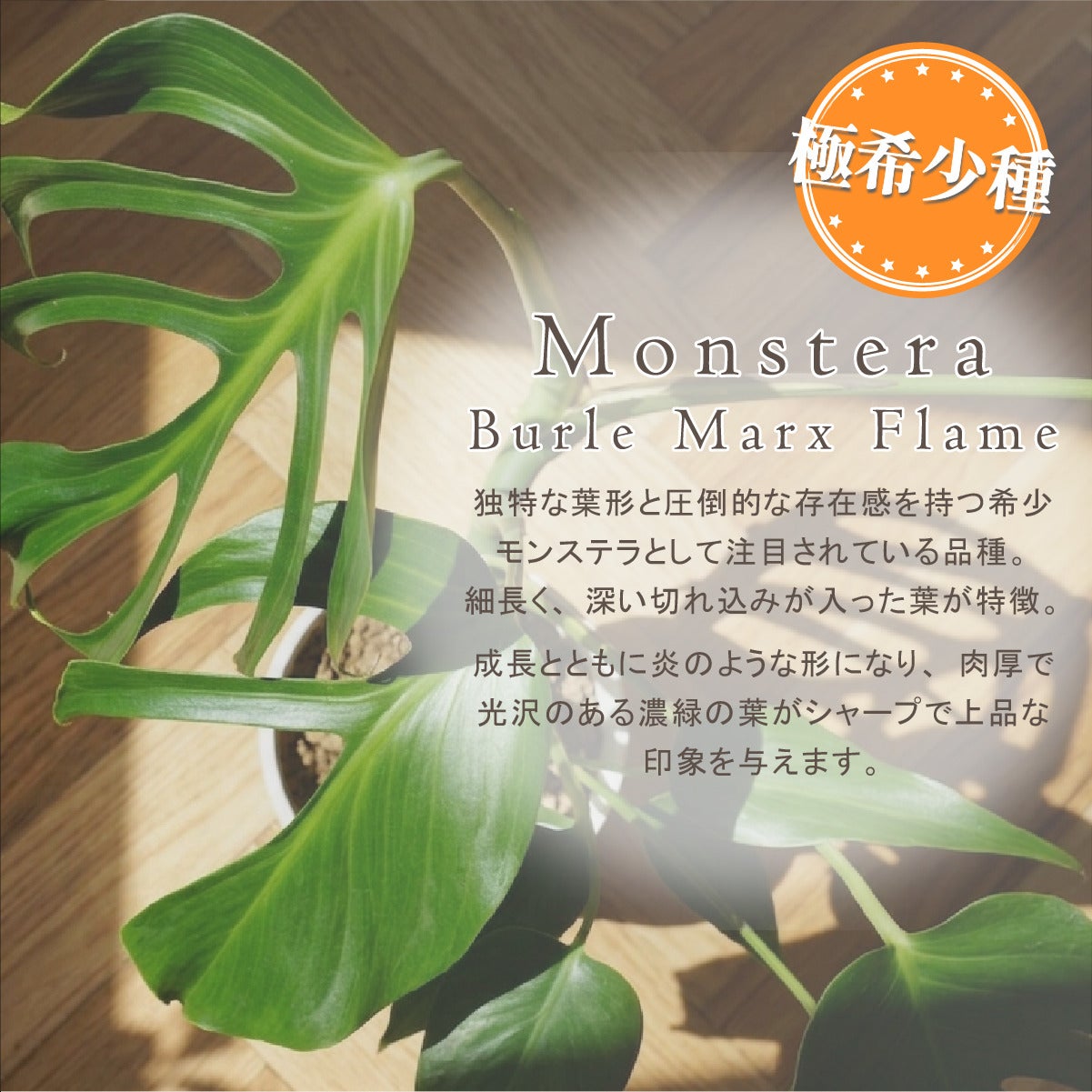 モンステラ バールマルクスフレーム 4号ポット 鉢 Mサイズ 観葉植物