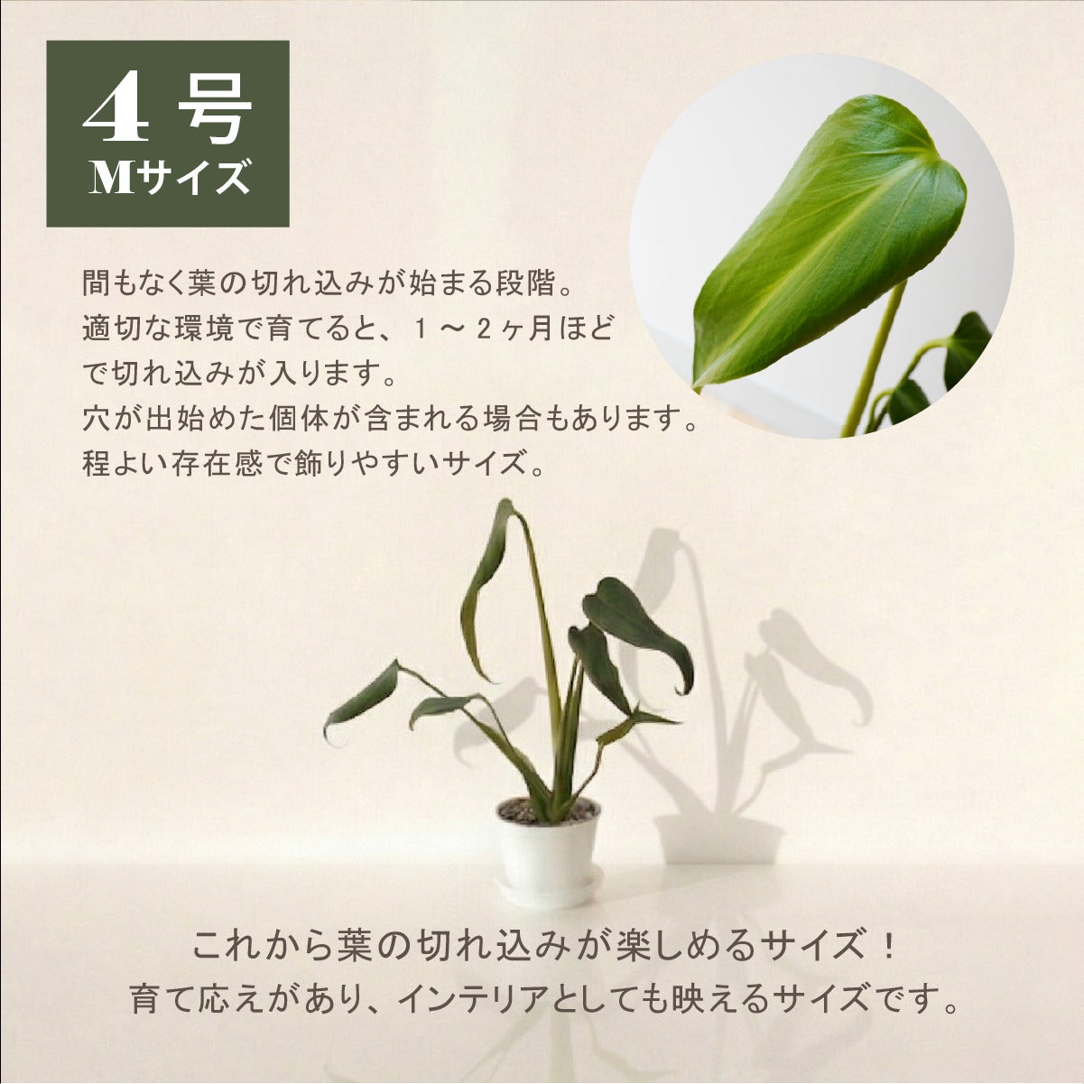 モンステラ バールマルクスフレーム 4号ポット 鉢 Mサイズ 観葉植物