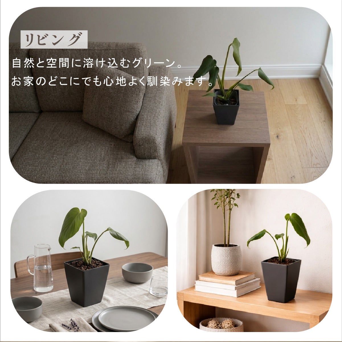 モンステラ バールマルクスフレーム 4号ポット 鉢 Mサイズ 観葉植物
