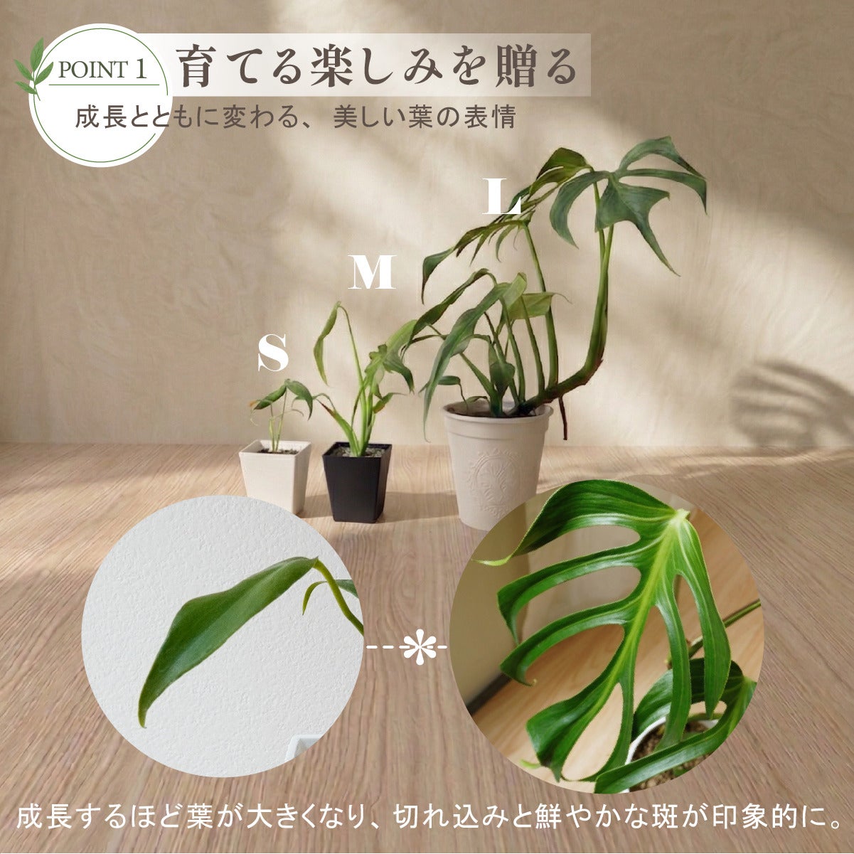 モンステラ バールマルクスフレーム 4号ポット 鉢 Mサイズ 観葉植物