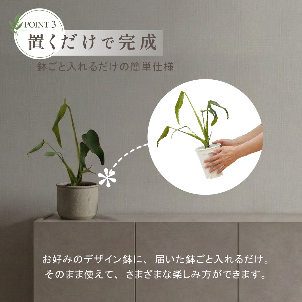 モンステラ バールマルクスフレーム 4号ポット 鉢 Mサイズ 観葉植物