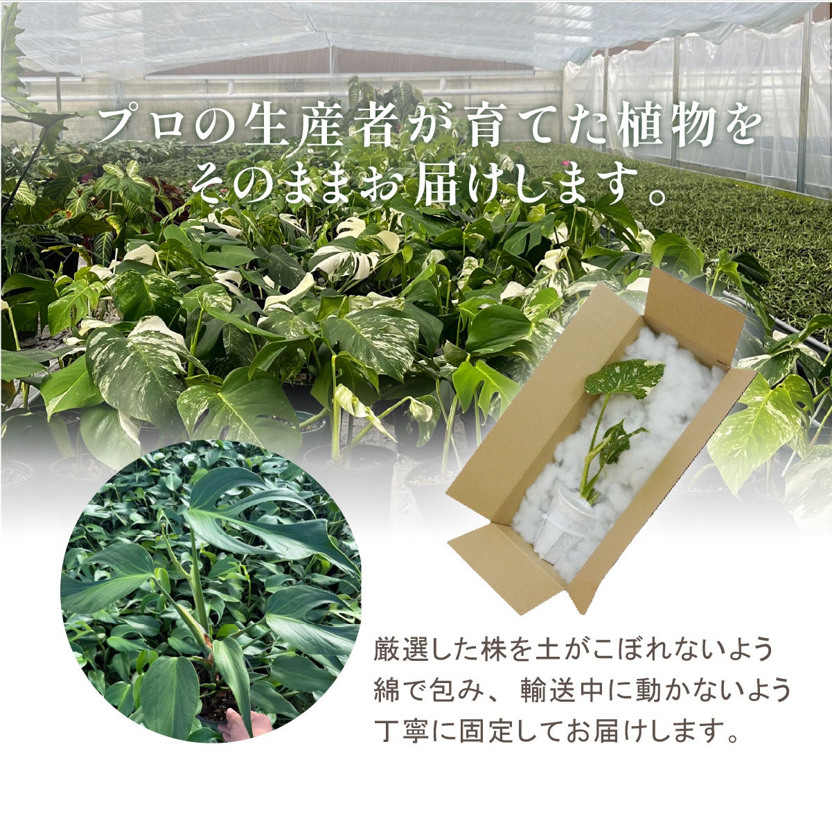 モンステラ バールマルクスフレーム 4号ポット 鉢 Mサイズ 観葉植物