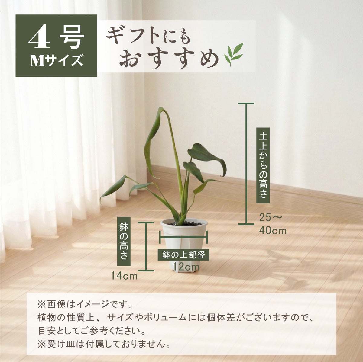 モンステラ バールマルクスフレーム 4号ポット 鉢 Mサイズ 観葉植物