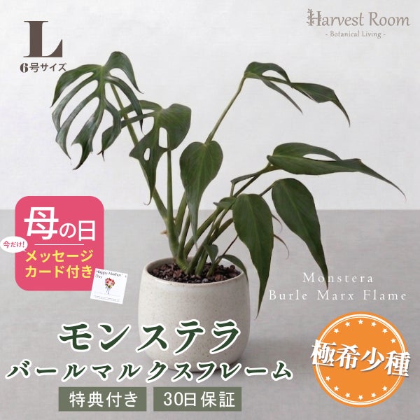 モンステラ バールマルクスフレーム Lサイズ