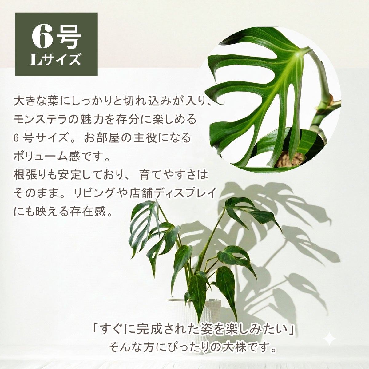 モンステラ バールマルクスフレーム 6号ポット 鉢 Lサイズ 観葉植物