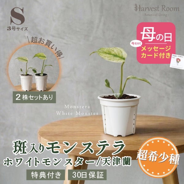 モンステラ ホワイトモンスター天津蘭 Sサイズ