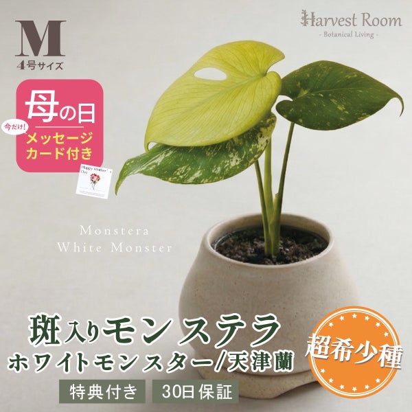 モンステラ ホワイトモンスター天津蘭 Mサイズ