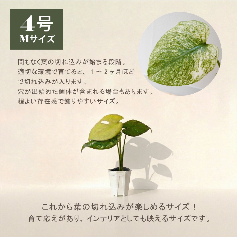 モンステラ ホワイトモンスター天津蘭 4号ポット 鉢 Mサイズ 観葉植物