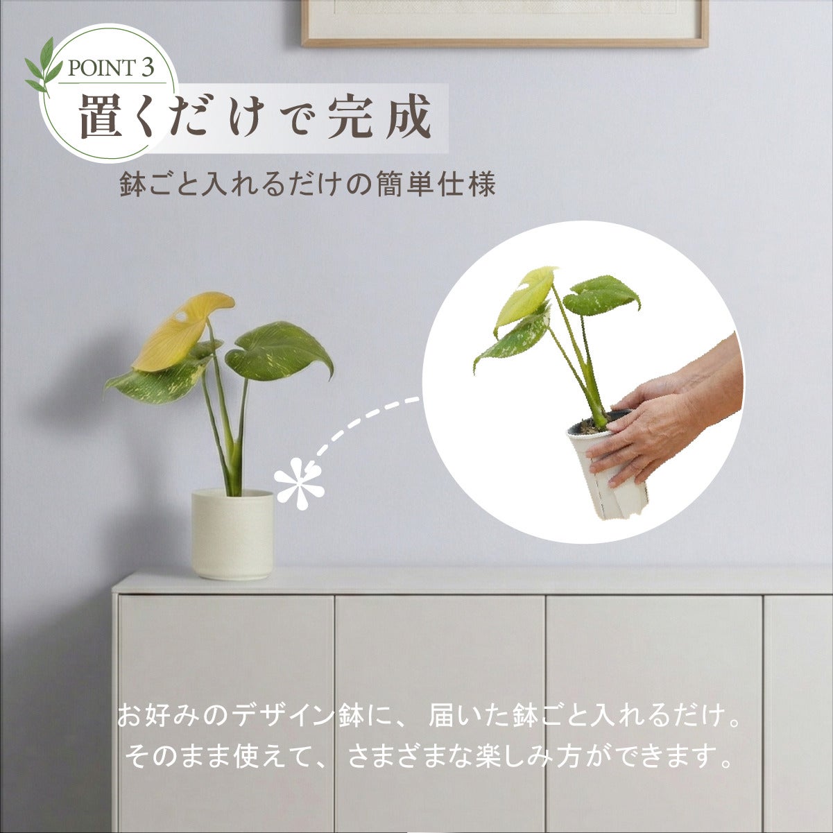 モンステラ ホワイトモンスター天津蘭 4号ポット 鉢 Mサイズ 観葉植物