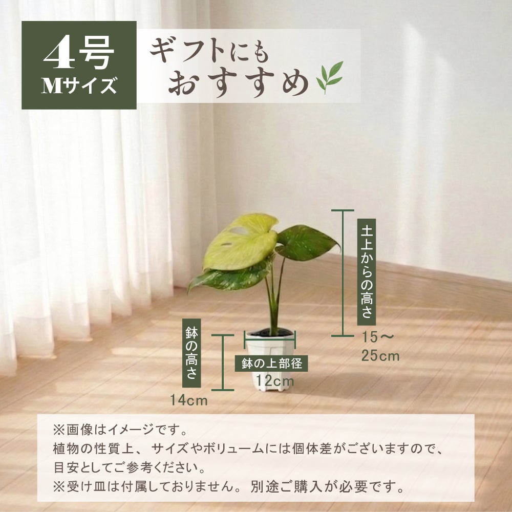 モンステラ ホワイトモンスター天津蘭 4号ポット 鉢 Mサイズ 観葉植物