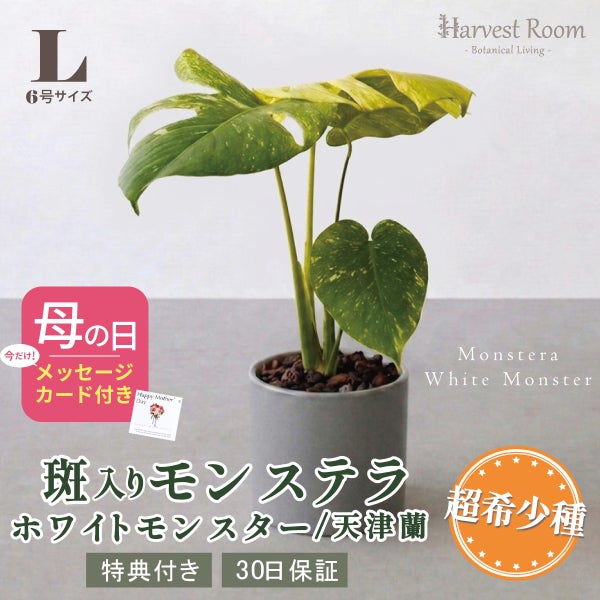 モンステラ ホワイトモンスター天津蘭 Lサイズ