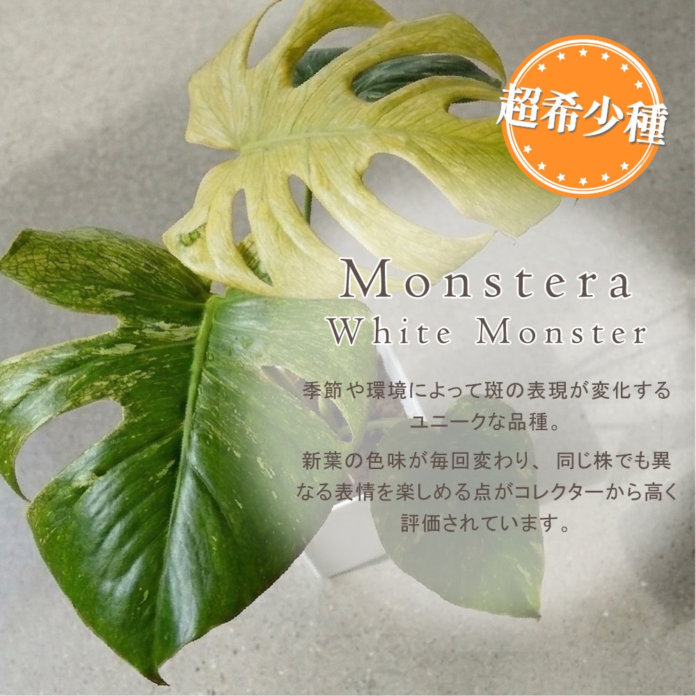 モンステラ ホワイトモンスター天津蘭 6号ポット 鉢 Lサイズ 観葉植物