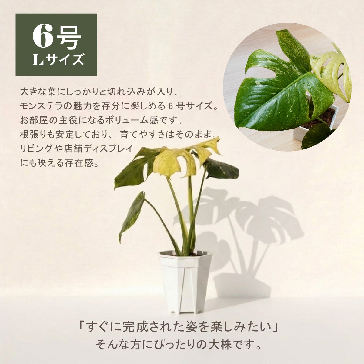 モンステラ ホワイトモンスター天津蘭 6号ポット 鉢 Lサイズ 観葉植物
