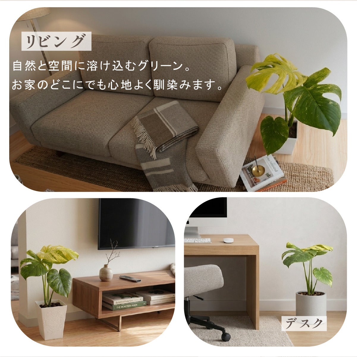 モンステラ ホワイトモンスター天津蘭 6号ポット 鉢 Lサイズ 観葉植物