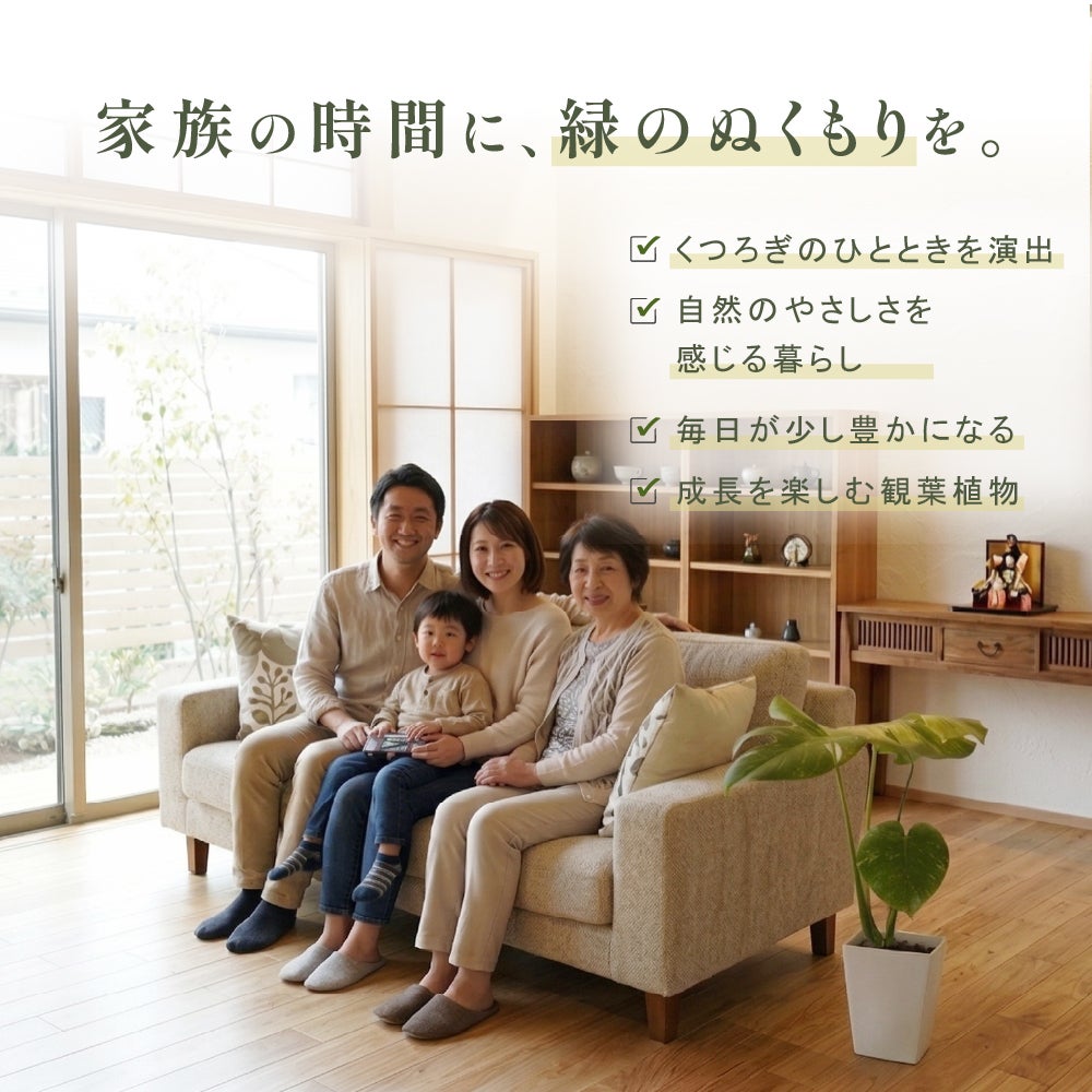 モンステラ ホワイトモンスター天津蘭 6号ポット 鉢 Lサイズ 観葉植物