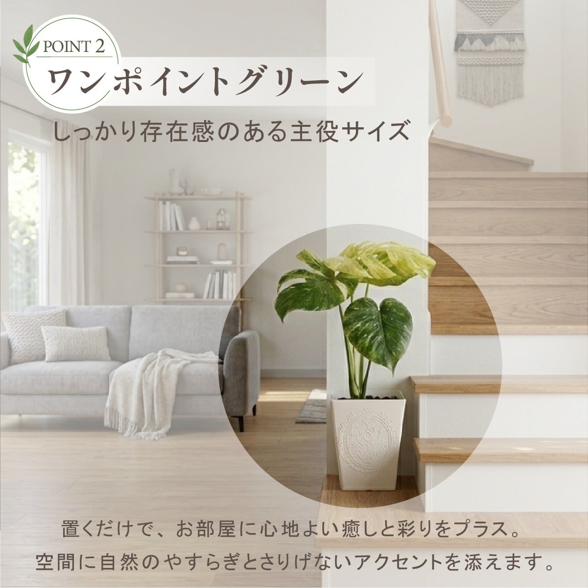モンステラ ホワイトモンスター天津蘭 6号ポット 鉢 Lサイズ 観葉植物
