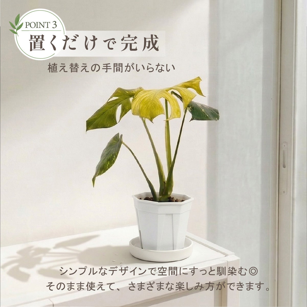 モンステラ ホワイトモンスター天津蘭 6号ポット 鉢 Lサイズ 観葉植物