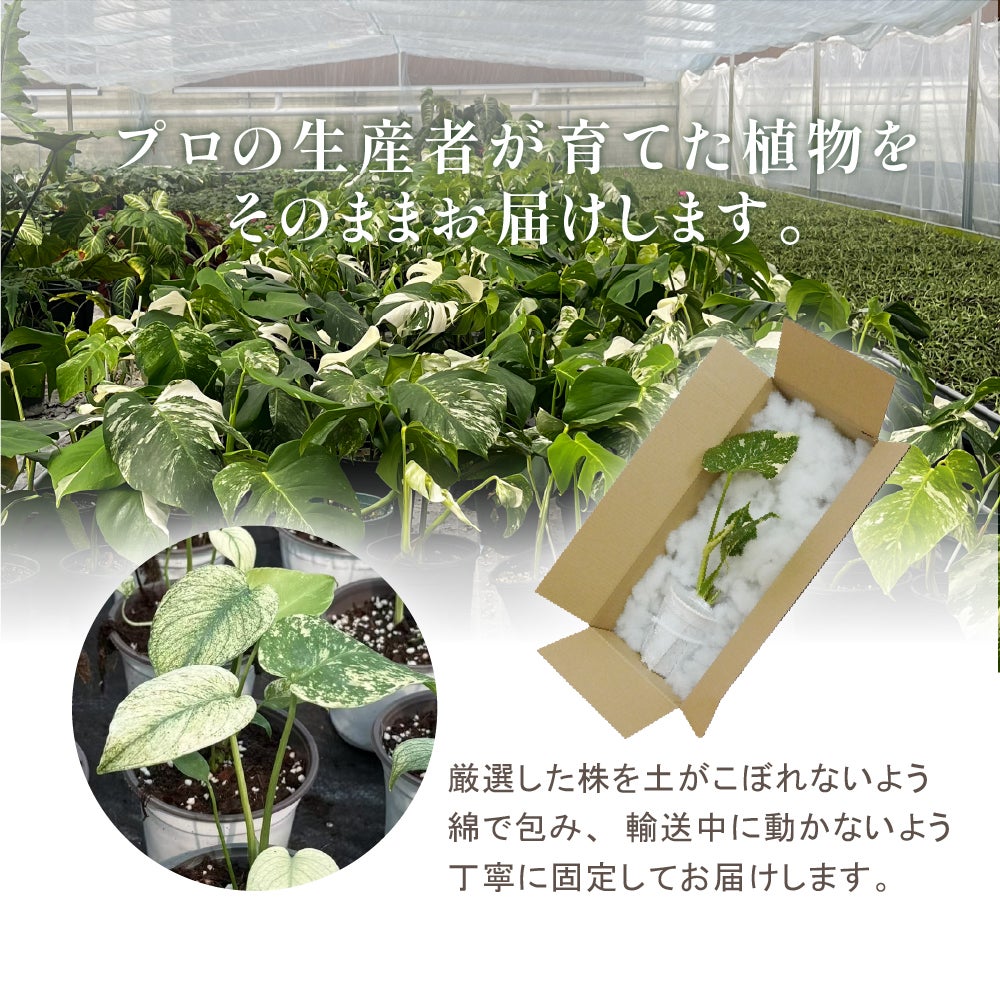 モンステラ ホワイトモンスター天津蘭 6号ポット 鉢 Lサイズ 観葉植物