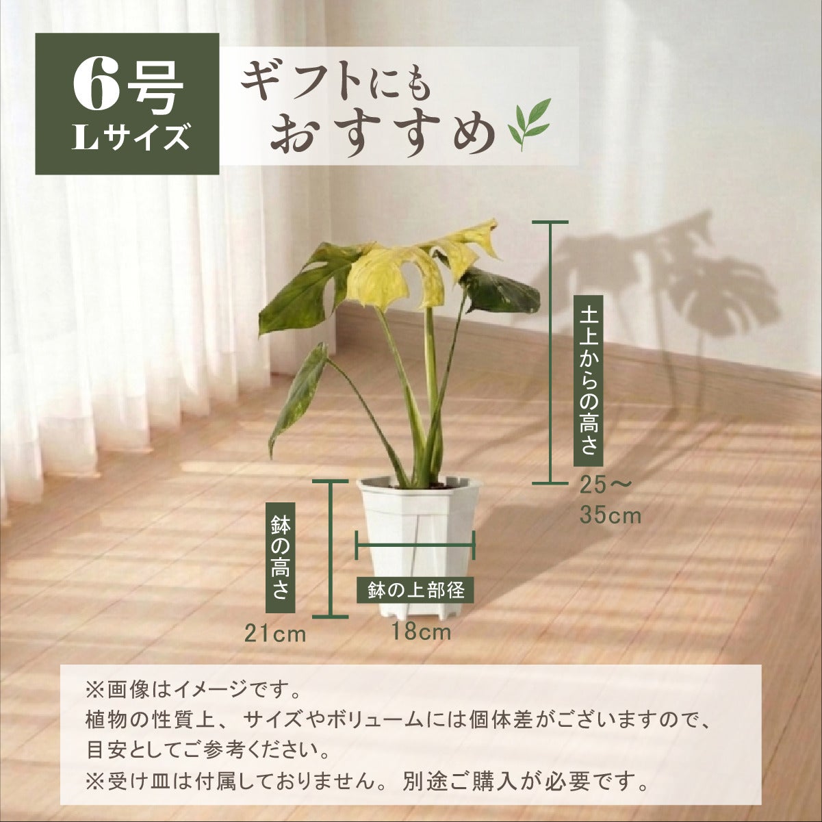 モンステラ ホワイトモンスター天津蘭 6号ポット 鉢 Lサイズ 観葉植物