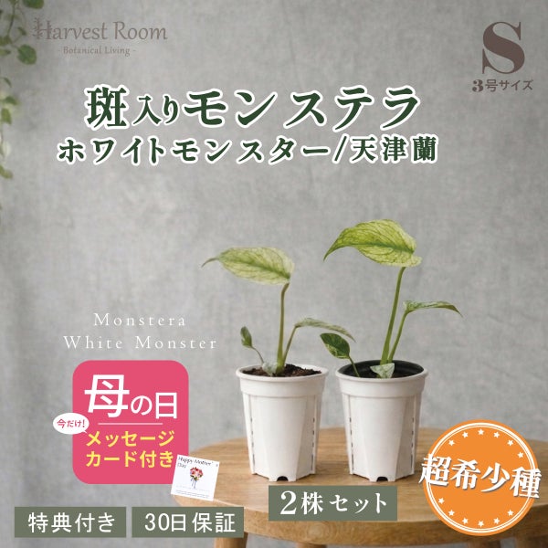 【2株セット】モンステラ ホワイトモンスター Sサイズ