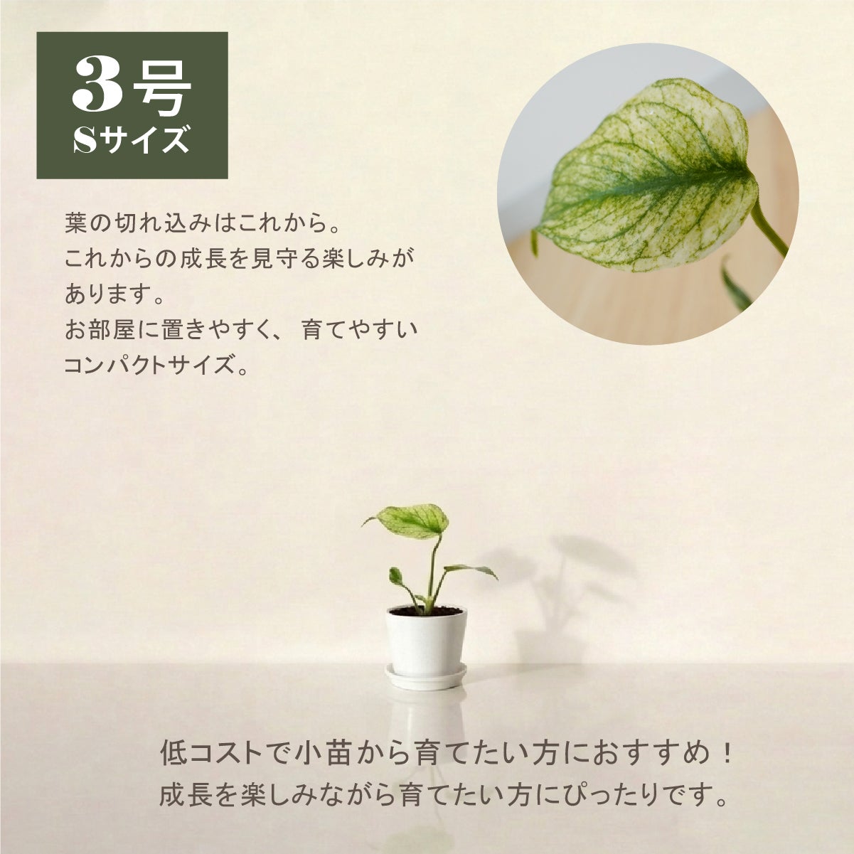 2株セット】モンステラ ホワイトモンスター天津蘭 3号ポット 鉢 S