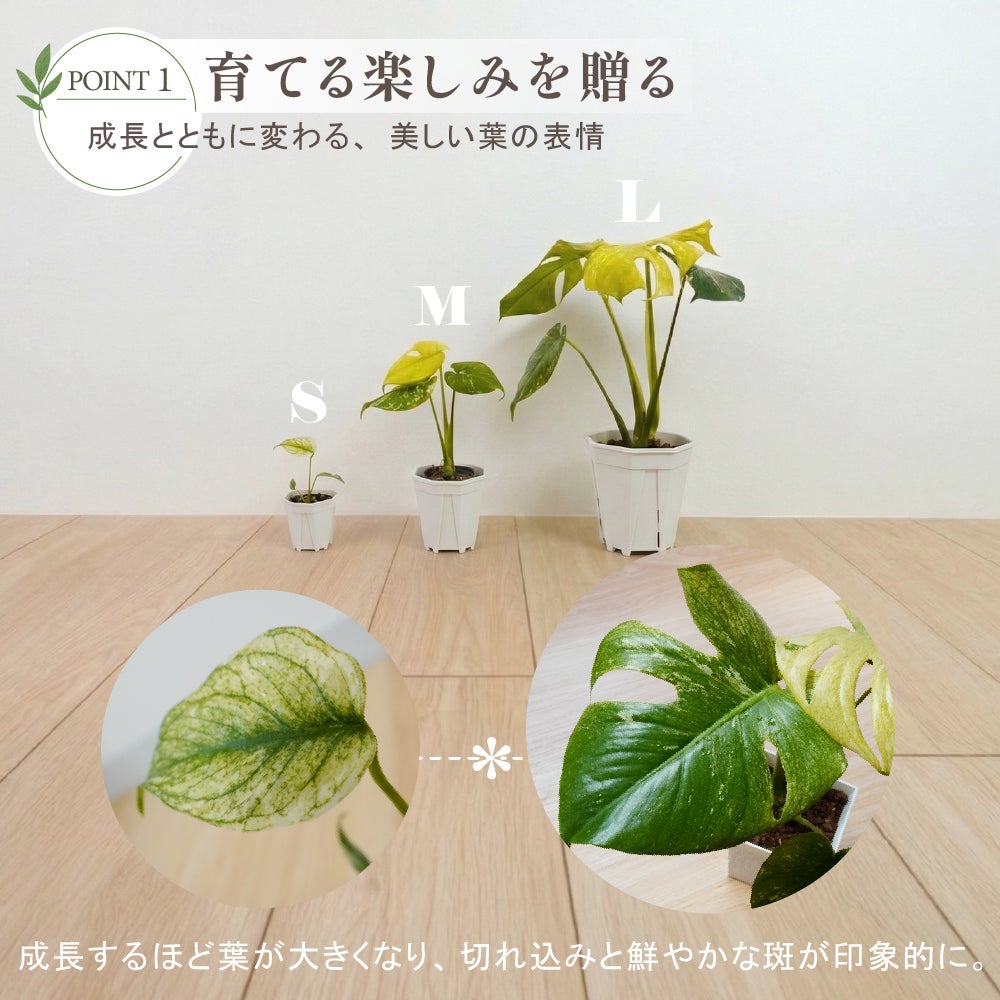 2株セット】モンステラ ホワイトモンスター天津蘭 3号ポット 鉢 S