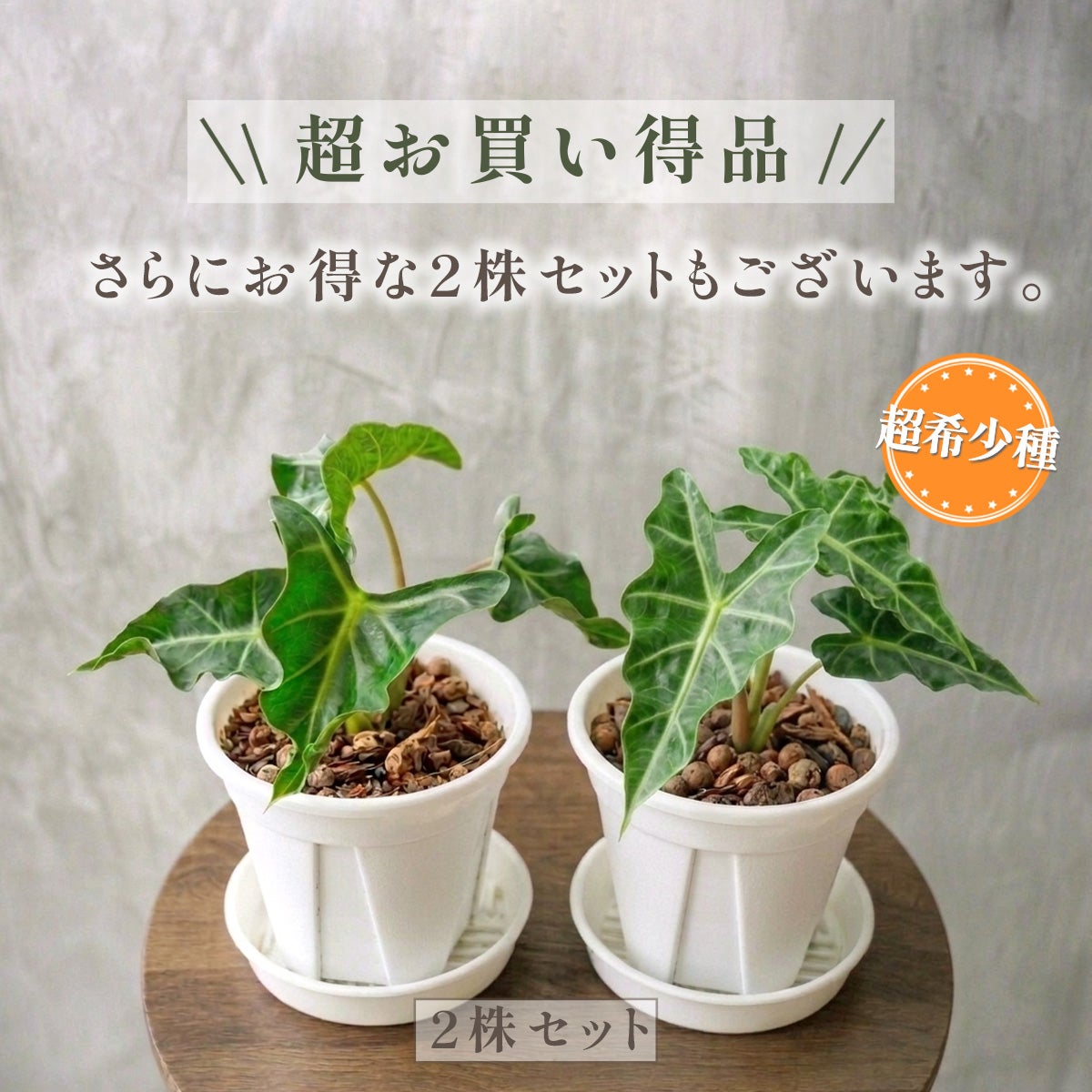 アロカシア 6苗セット　② 2株セット】アロカシア・ロコ 鉢 観葉植物 ギフト 3号 ポット鉢 S
