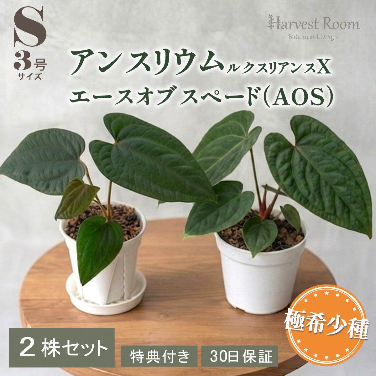 2株セット】アンスリウム ルクスリアンス × エースオブスペード（AOS