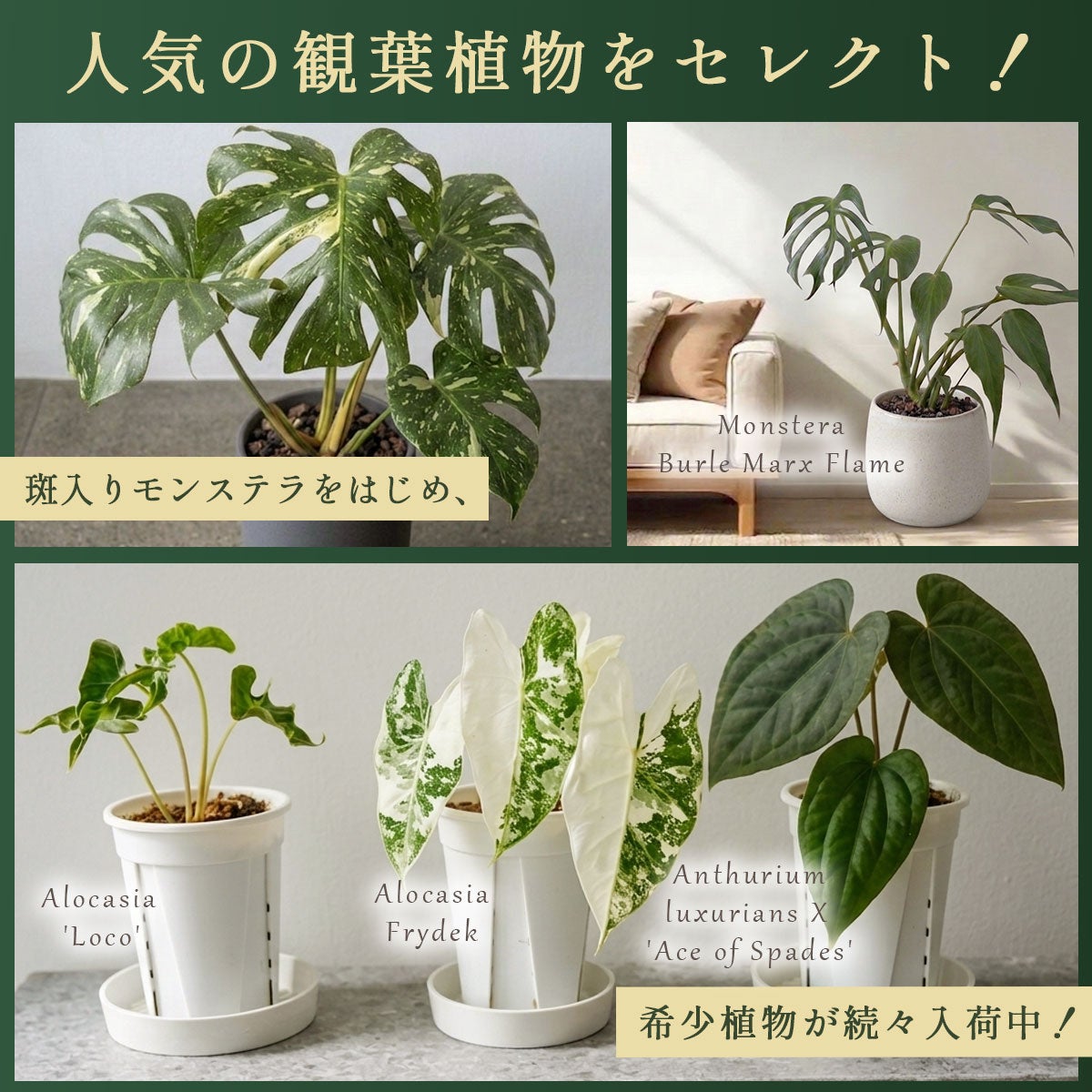 2株セット】アンスリウム ルクスリアンス × エースオブスペード（AOS