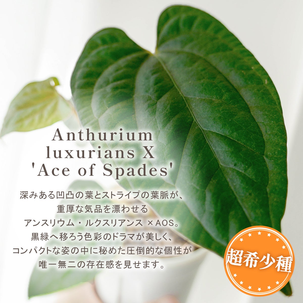 2株セット】アンスリウム ルクスリアンス × エースオブスペード（AOS