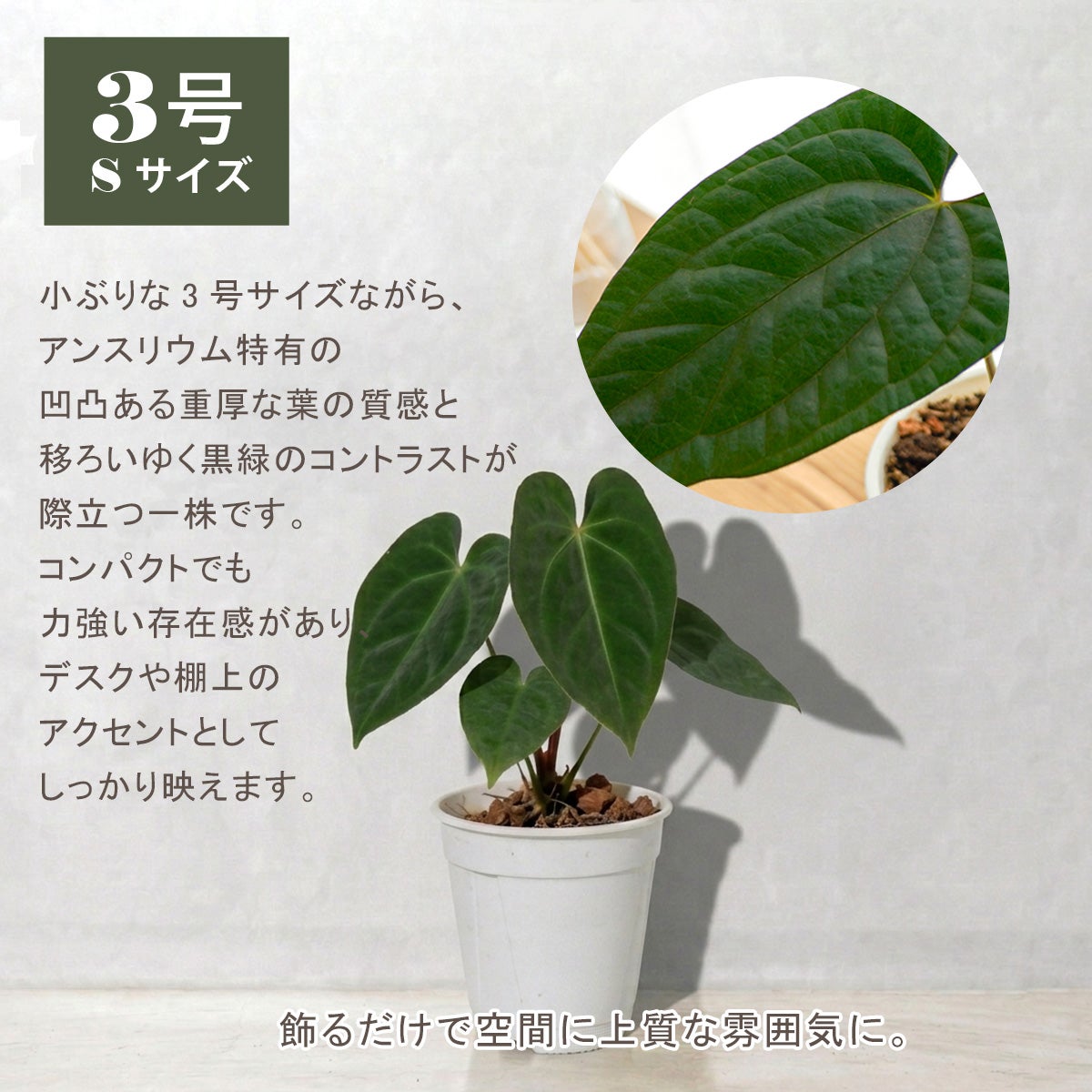 2株セット】アンスリウム ルクスリアンス × エースオブスペード（AOS